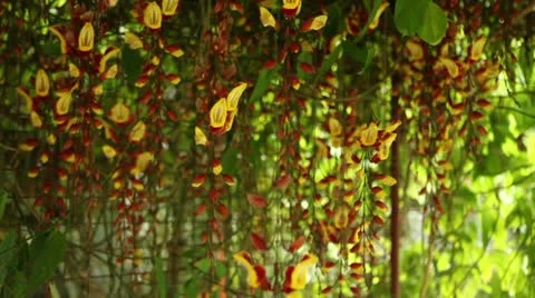 Hanging orchids 動画素材 10827708