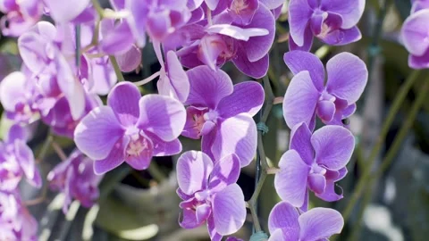 Hanging Orchids Vídeos de archivo 271364463