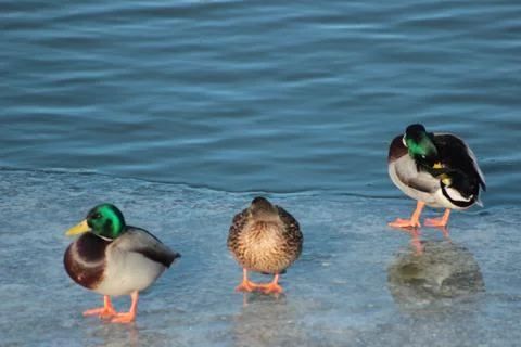 Hanging out on ice Foto stock
