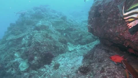 Hanging out on the reef Video stock 150472885