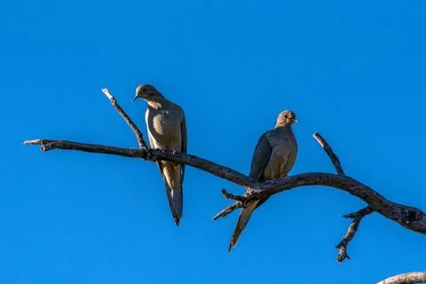 Hanging out together as a pair. Stock Photos