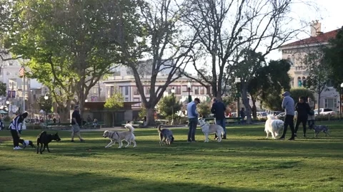 Hanging out at Washington Square Park Stock Footage 172269699