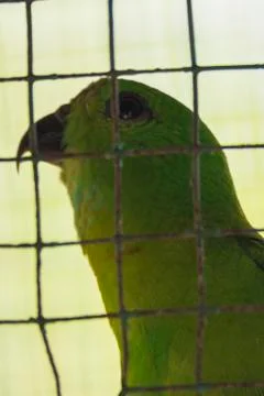 Hanging parrot in a cage Stock Photos