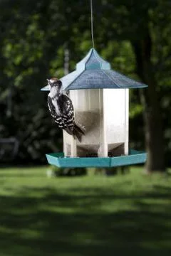 Hanging pecker Foto stock