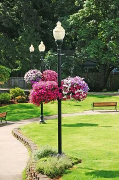Hanging petunia flower baskets Stock Photos