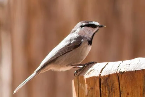 Hanging On Stock Photos