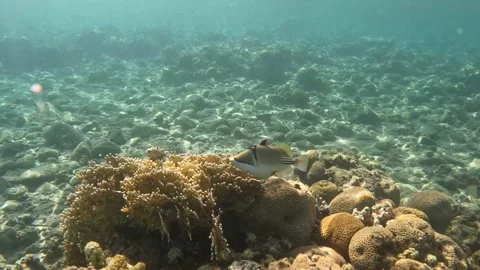 Hanging with a Picasso Triggerfish while scuba diving in the Red Sea  Stock Footage 249842228