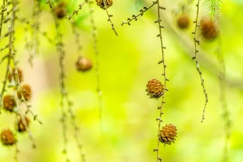 Hanging pine cones on delicate conifer branches with soft green bokeh Stock Photos