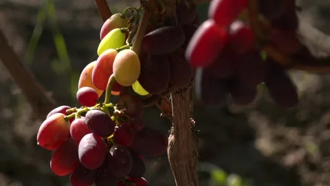 Hanging pink grapes on a branch in the rays of the sun. Close-up Video stock 330350209