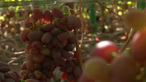 Hanging pink grapes on a branch in the rays of the sun. Close-up. Stock Footage 330350543