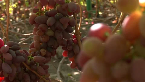 Hanging pink grapes on a branch in the rays of the sun. Close-up Stock Footage 330350676