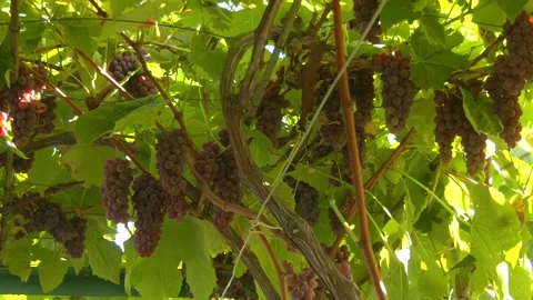Hanging pink grapes on a branch in the rays of the sun. Stockbeeldmateriaal 330350849