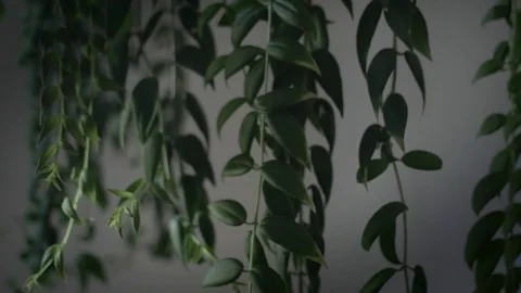 Hanging plant Stock Footage 79528628