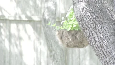 Hanging plant Video stock 246944511