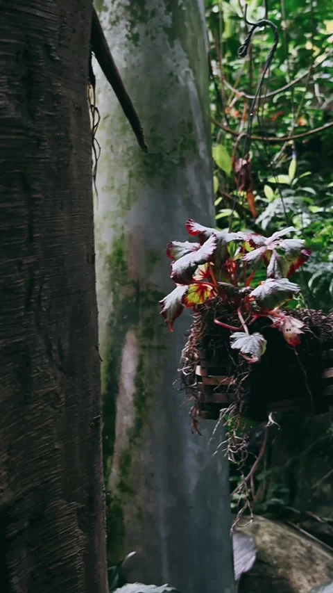 Hanging plant, path in the woods, stream, river, forest, nature, path, Stock Footage 247077804