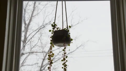 Hanging plant pot by window with falling snow in winter Stock Footage 295918872