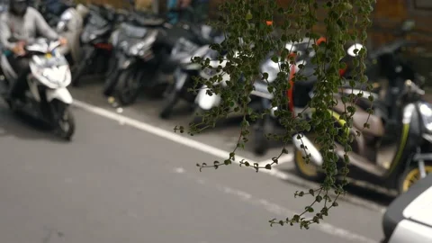 Hanging plant shallow depth of field outside cafe in Bali, with scooters behind Stock Footage 134375171