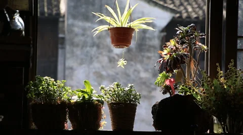 Hanging plant on window frame of room with other beautiful flowerpots Stock Footage 56813239