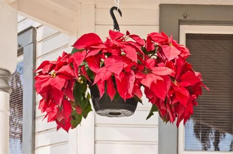 Hanging planter Stock Photos