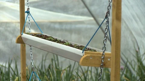 Hanging Planter of Saplings Stock Footage 118955096