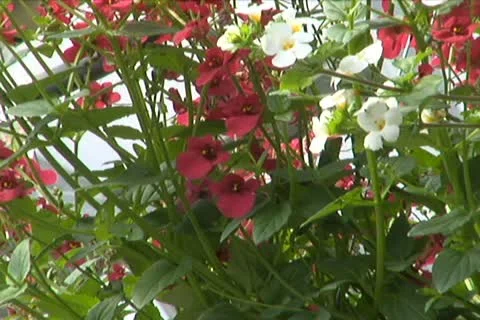 Hanging Plants Stock Footage 10710196