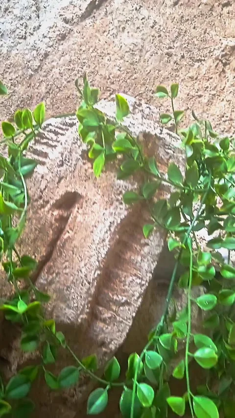 Hanging plants in a small garden in the backyard 動画素材 234525678