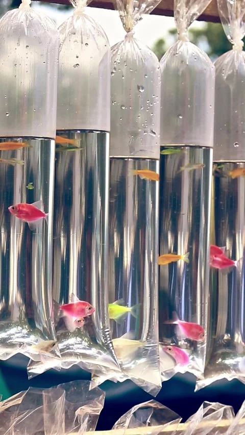 Hanging plastic bag containers containing flourescent genetically modified glofi Video stock 255114186