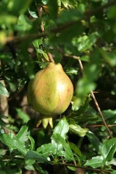 Hanging Pomegranate Fruit Stock Photos
