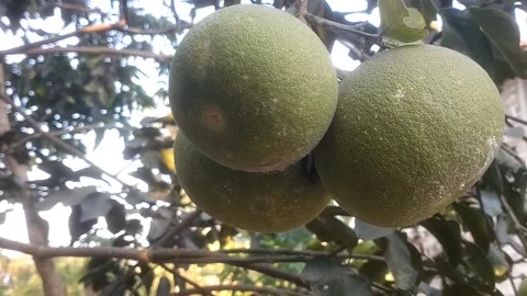 Hanging Pomelo Fruits on the Tree 库存影片 344300920