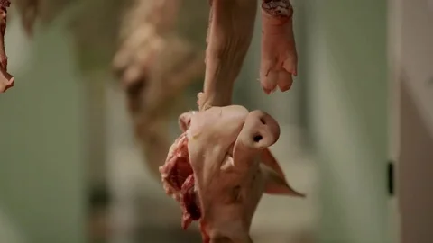 Hanging Pork Carcasses 動画素材 71981127