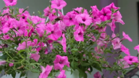 Hanging  Pot With Flowers Video stock 113477221