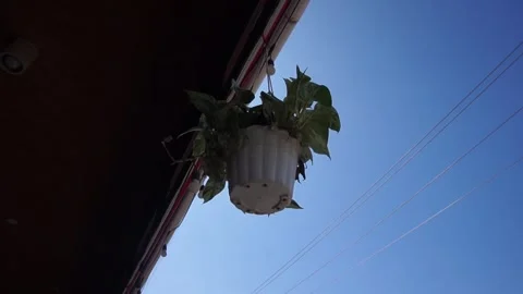 Hanging pot Stock Footage 330210927