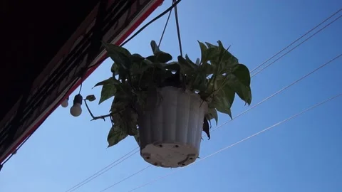 Hanging pot Stock Footage 330210965