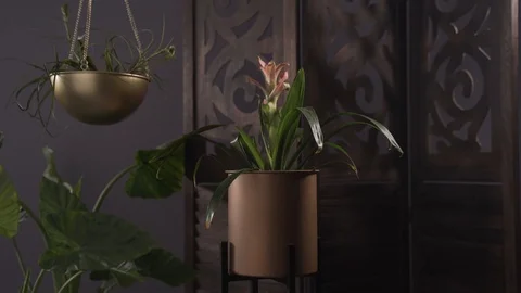 Hanging Pot plant in wind Video stock 103856083