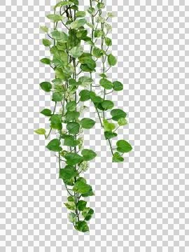 Hanging pothos or devil's ivy vines liana plant with green and variegated l.. Stock Photos