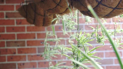 Hanging pots in backyard moving in breeze 動画素材 107313152