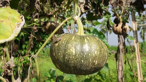 Hanging pumpkin Vídeos de archivo 291508351