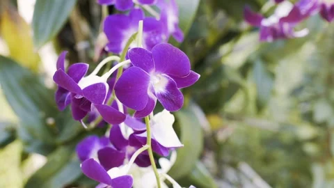 Hanging Purple Orchids Vídeos de archivo 271364452