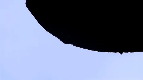 Hanging raindrops Stock Footage 119860575