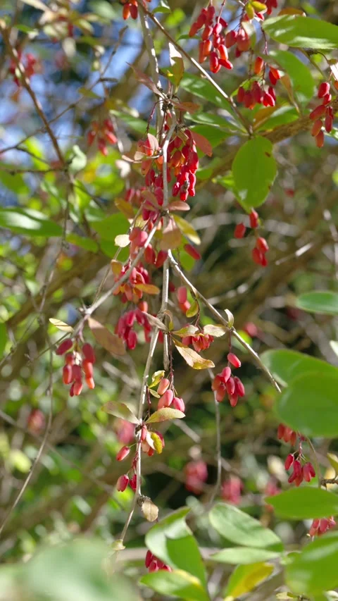 Hanging red berry clusters on slender shrub branches gently swaying in dappled s Stock Footage 345677858
