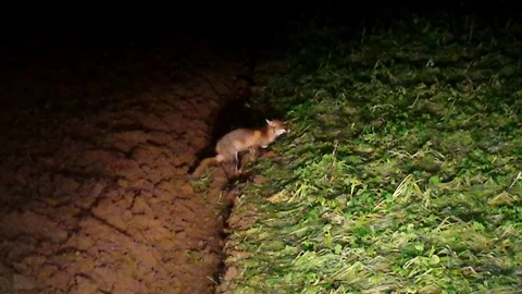 Hanging red foxes (vulpes vulpes) during and after mating – WILDLIFE -HD Stock Footage 82619930