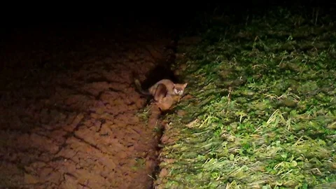 Hanging red foxes (vulpes vulpes) during and after mating – WILDLIFE -HD Stock Footage 82619933
