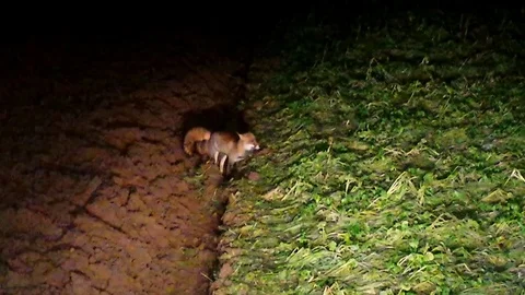 Hanging red foxes (vulpes vulpes) during and after mating – WILDLIFE - HD Stock Footage 82619935