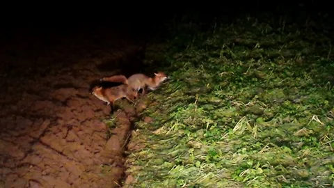 Hanging red foxes (vulpes vulpes) during and after mating – WILDLIFE - HD Stock Footage 82619957