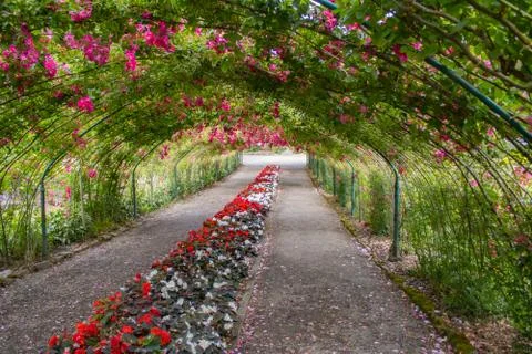 Hanging red rose path Stock Photos