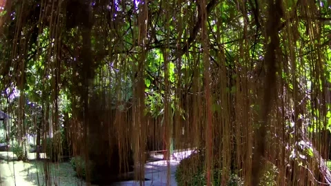 Hanging root Stock Footage 168083223