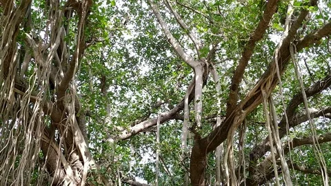 Hanging Roots with Banyan Tree Stock Footage 126933605