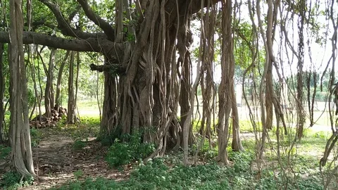 Hanging Roots with Banyan Tree Stock Footage 127054262