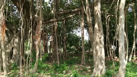 Hanging Roots with Banyan Tree Stock Footage 127054351