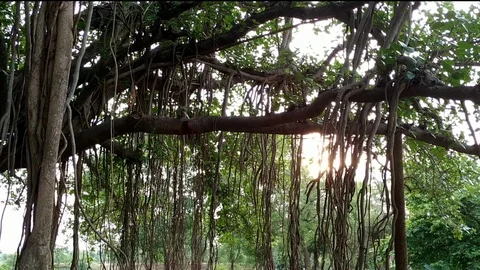 Hanging Roots with Banyan Tree Stock Footage 127107898